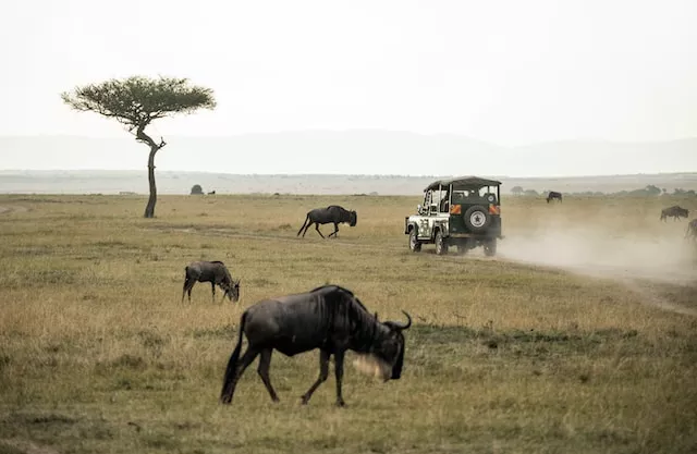 Safari Adventure in Africa